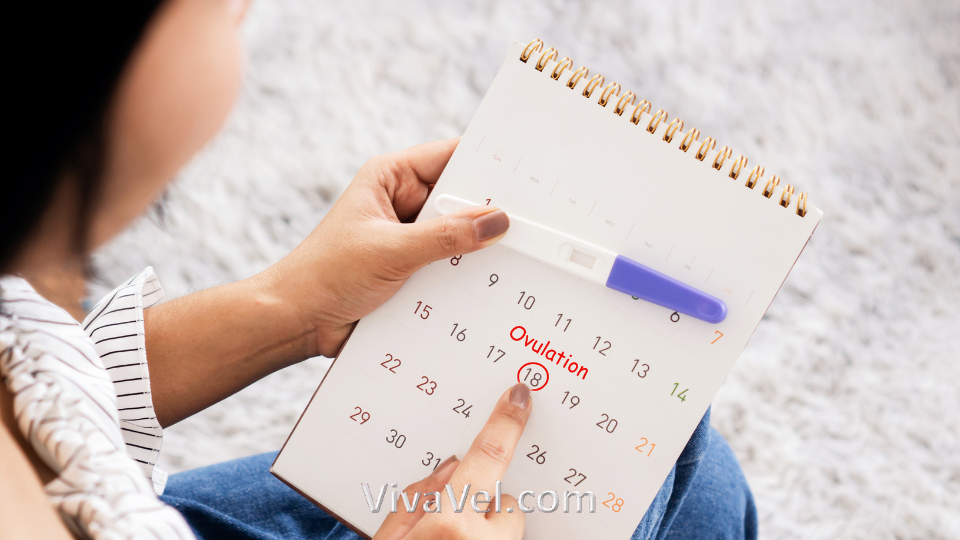 Ovulation Induction in India | VivaVel Health | India