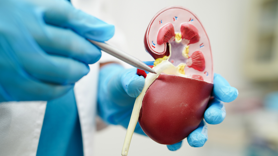 RIRS treatment for kidney stones – VivaVel Health | India