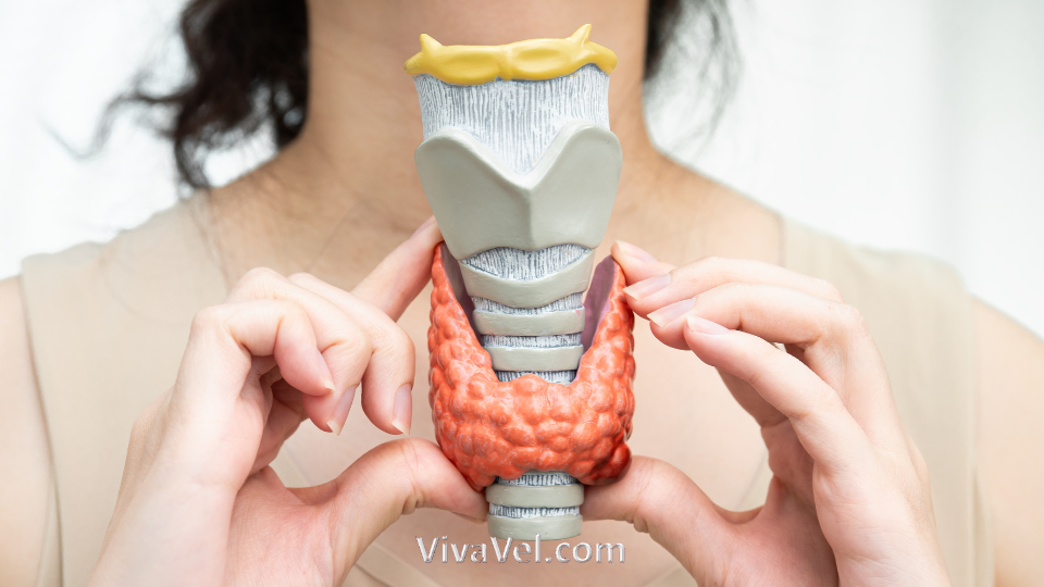 Thyroid cancer treatment services – VivaVel Health | India