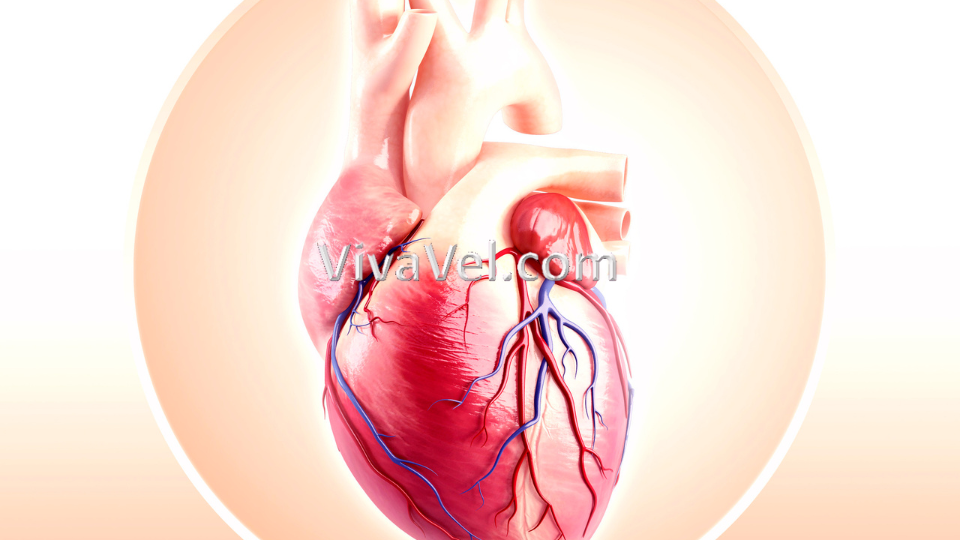 Glenn Procedure cardiac surgery treatment – VivaVel Health